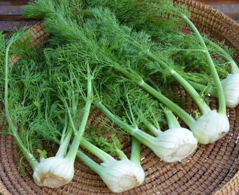 Củ hồi Đà Lạt Tùng Trinh