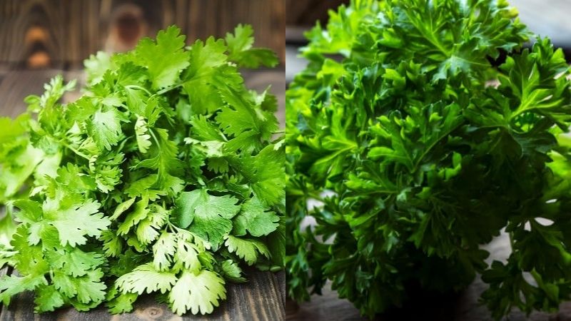 Rau mùi tây Parsley
